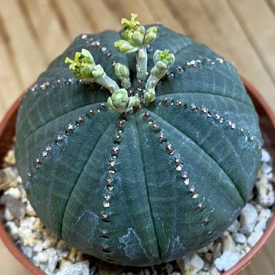 SET281 Euphorbia obesa ♀️♂️ , 2 plants