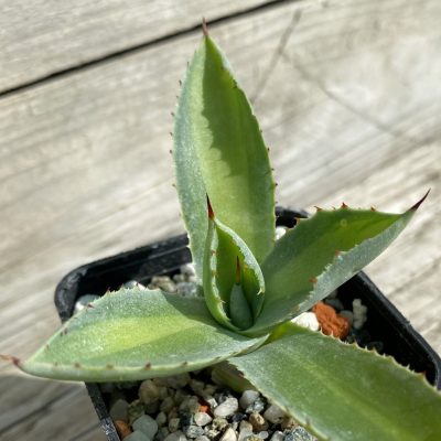 SH38495 Agave potatorum f. variegata