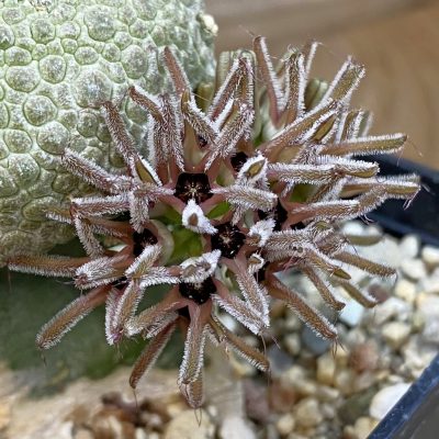 SH38575 Pseudolithos migiurtinus, grafted