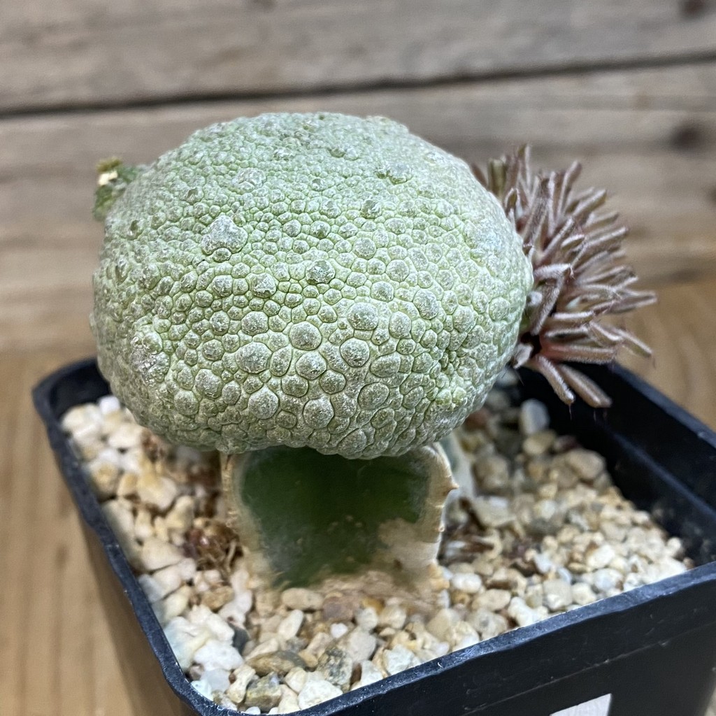 SH38575 Pseudolithos migiurtinus, grafted - Image 2