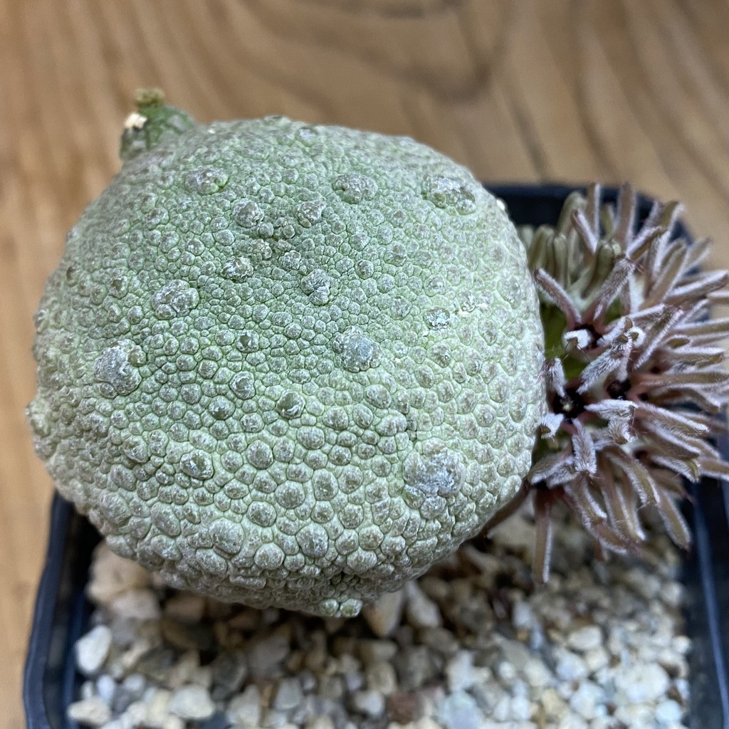 SH38575 Pseudolithos migiurtinus, grafted - Image 3