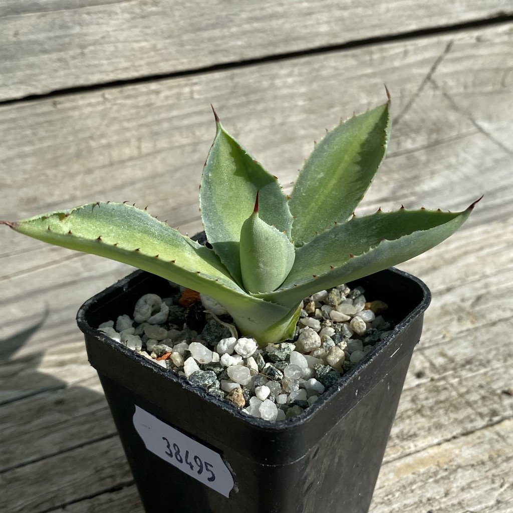 SH38495 Agave potatorum f. variegata - Image 3