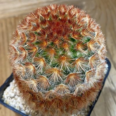 SH38496 Mammillaria carmenae v. rubrispina