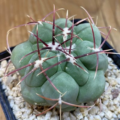 SH38497 Thelocactus hexaedrophorus