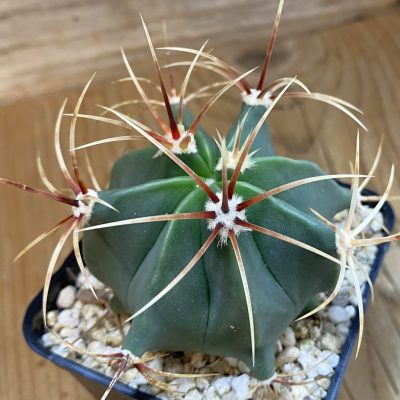 SH38498 Ferocactus histrix