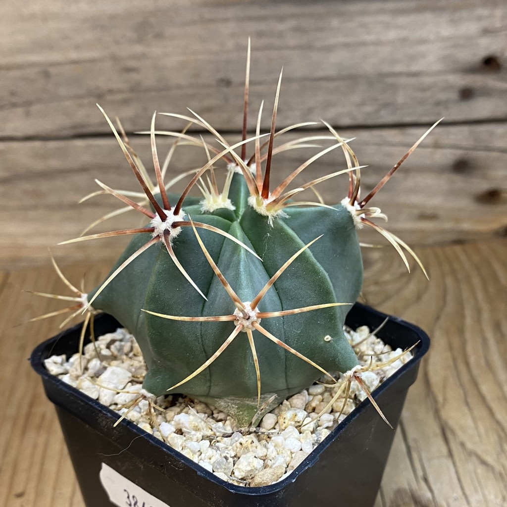 SH38498 Ferocactus histrix - Зображення 2