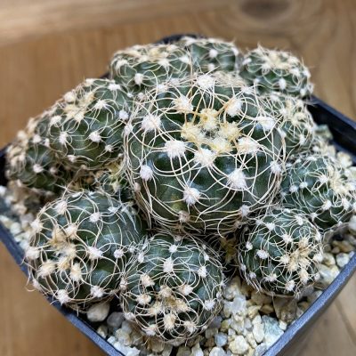 SH38499 Gymnocalycium bruchii WP-76-100 -Villa Carmen-