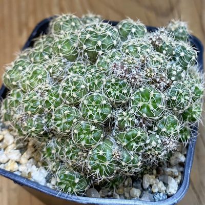 SH38500 Gymnocalycium bruchii WP-76-100 -Villa Carmen-