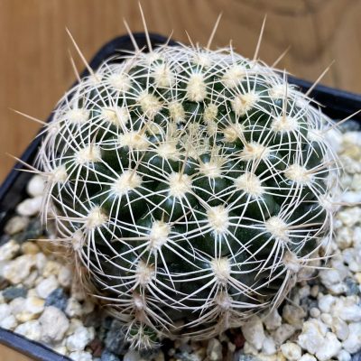 SH38501 Gymnocalycium bruchii v. albispinum
