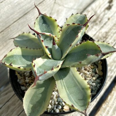 SH38488 Agave potatorum f. variegata