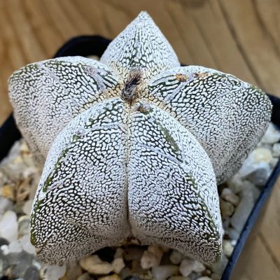 SH38503 Astrophytum myriostigma ‘Onzuka’, 6 years old
