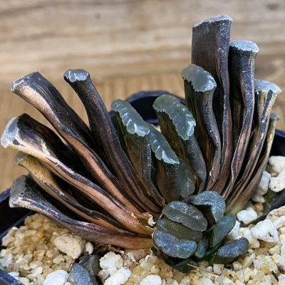 SH38506 Haworthia truncata f. variegata