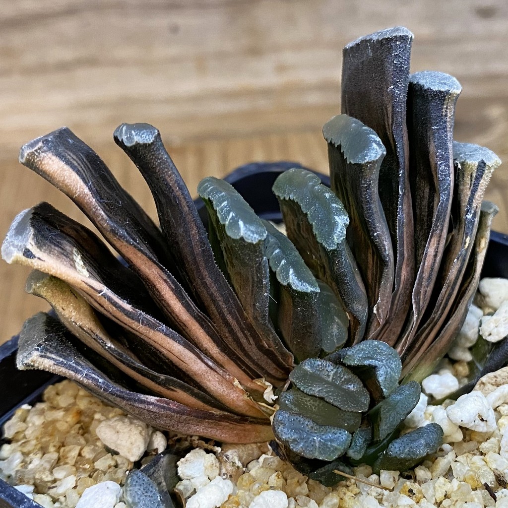 SH38506 Haworthia truncata f. variegata