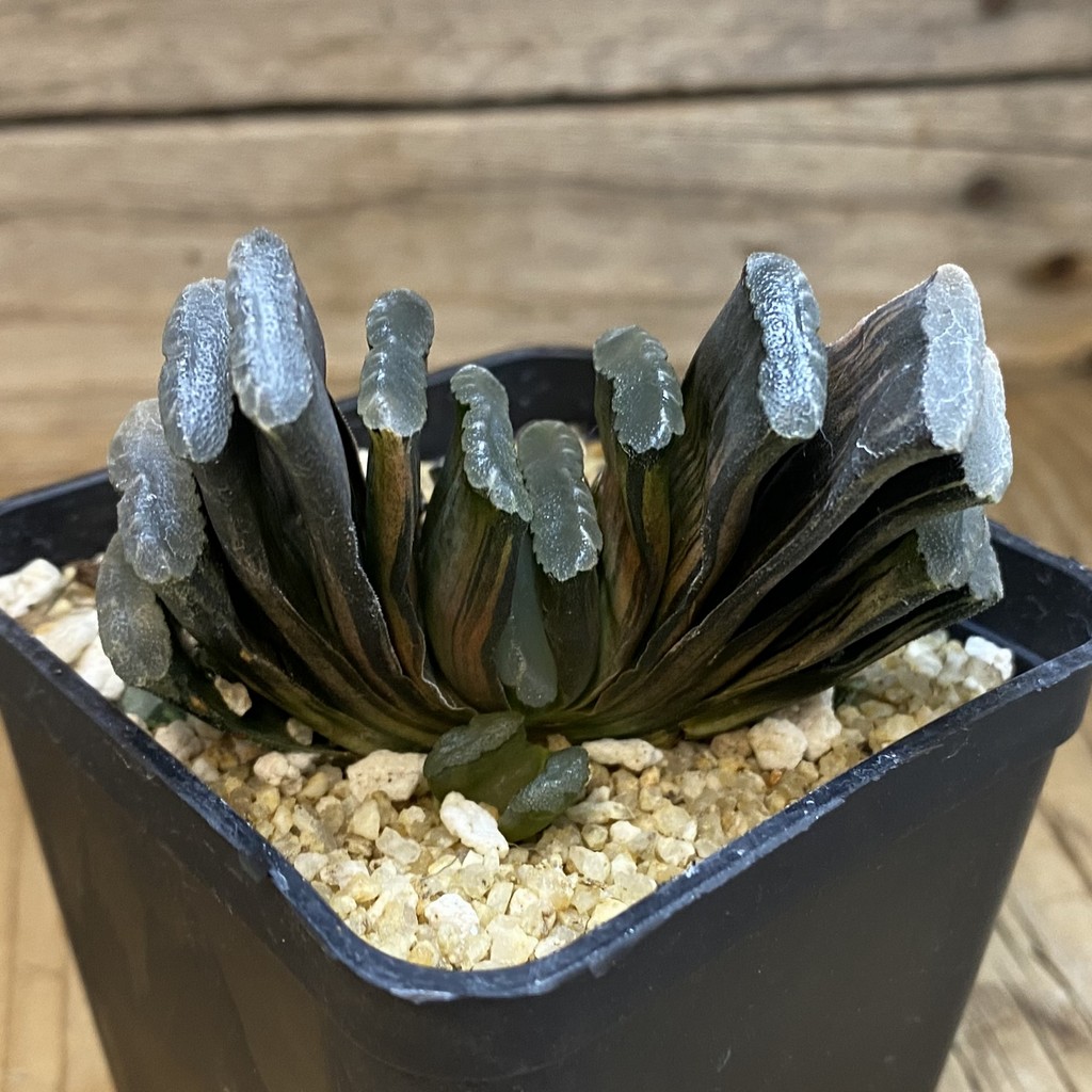 SH38506 Haworthia truncata f. variegata - Image 2
