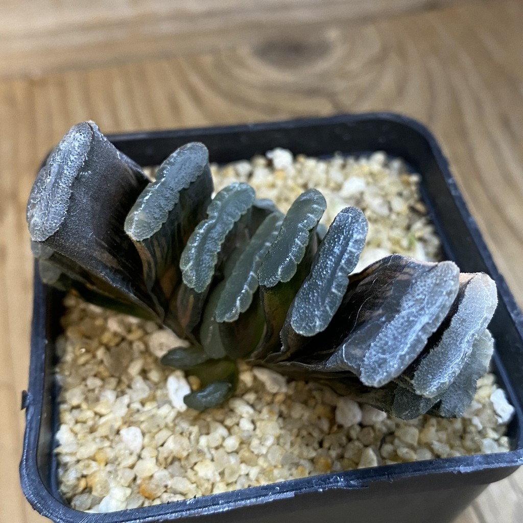 SH38506 Haworthia truncata f. variegata - Image 3