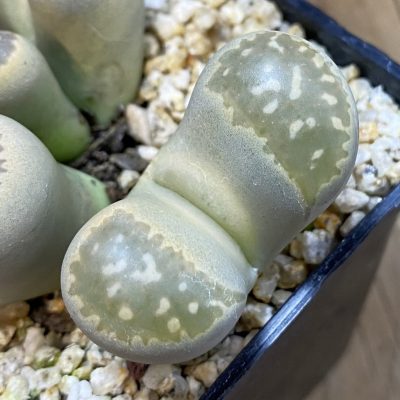 SH38507 Lithops marmorata v. framesii, 10 years old