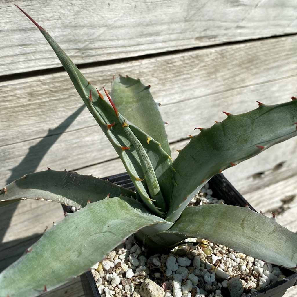 SH38509 Agave azurea