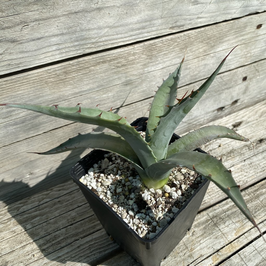 SH38509 Agave azurea - Image 2
