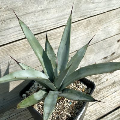 SH38510 Agave macroacantha 'Little Penguins'