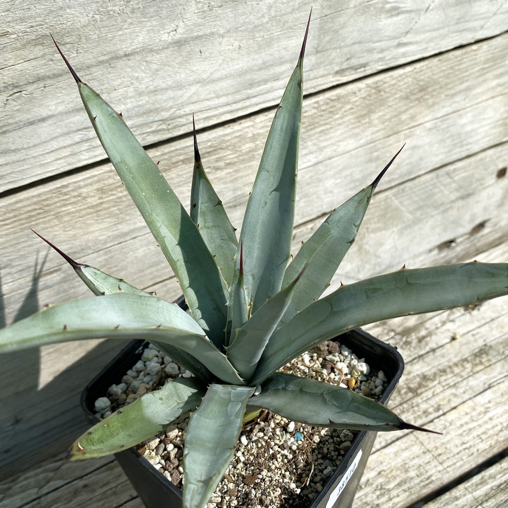 SH38510 Agave macroacantha 'Little Penguins'