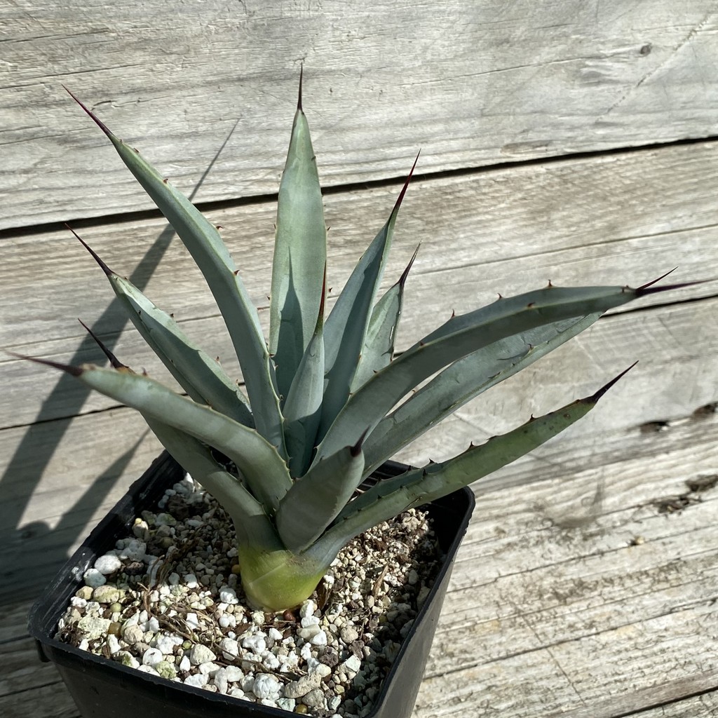 SH38510 Agave macroacantha 'Little Penguins' - Image 2