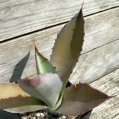 SH38511 Agave cupreata