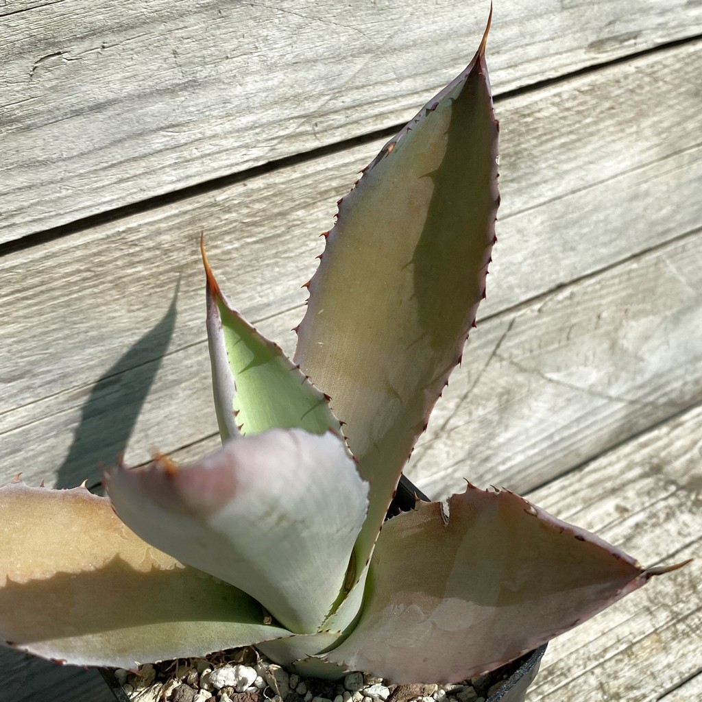 SH38511 Agave cupreata