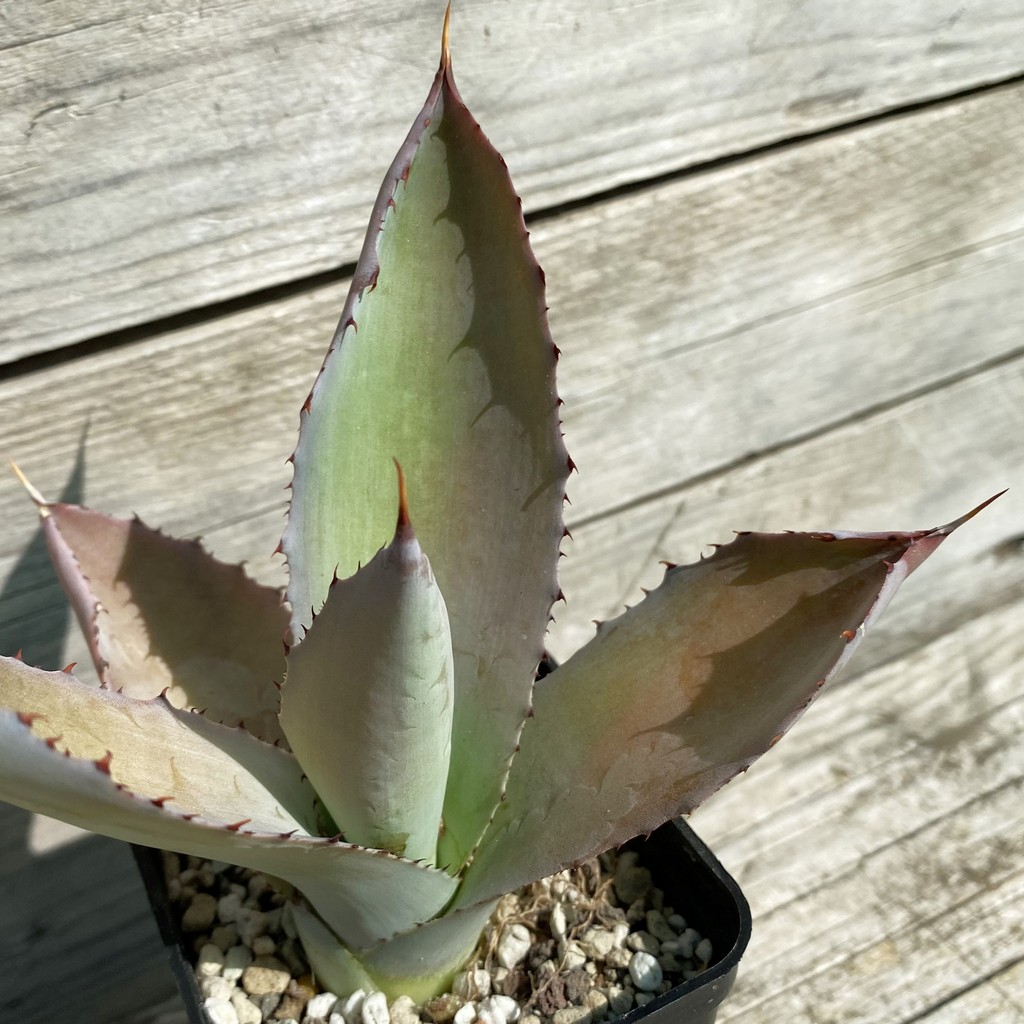 SH38511 Agave cupreata - Image 2