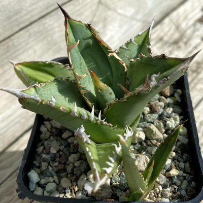 SH38489 Agave titanota 'Sierra Mixteca'
