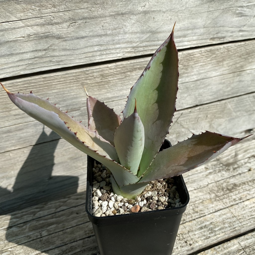 SH38511 Agave cupreata - Image 3