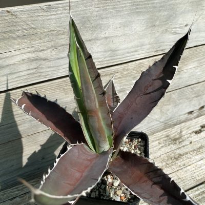 SH38512 Agave megalodonta