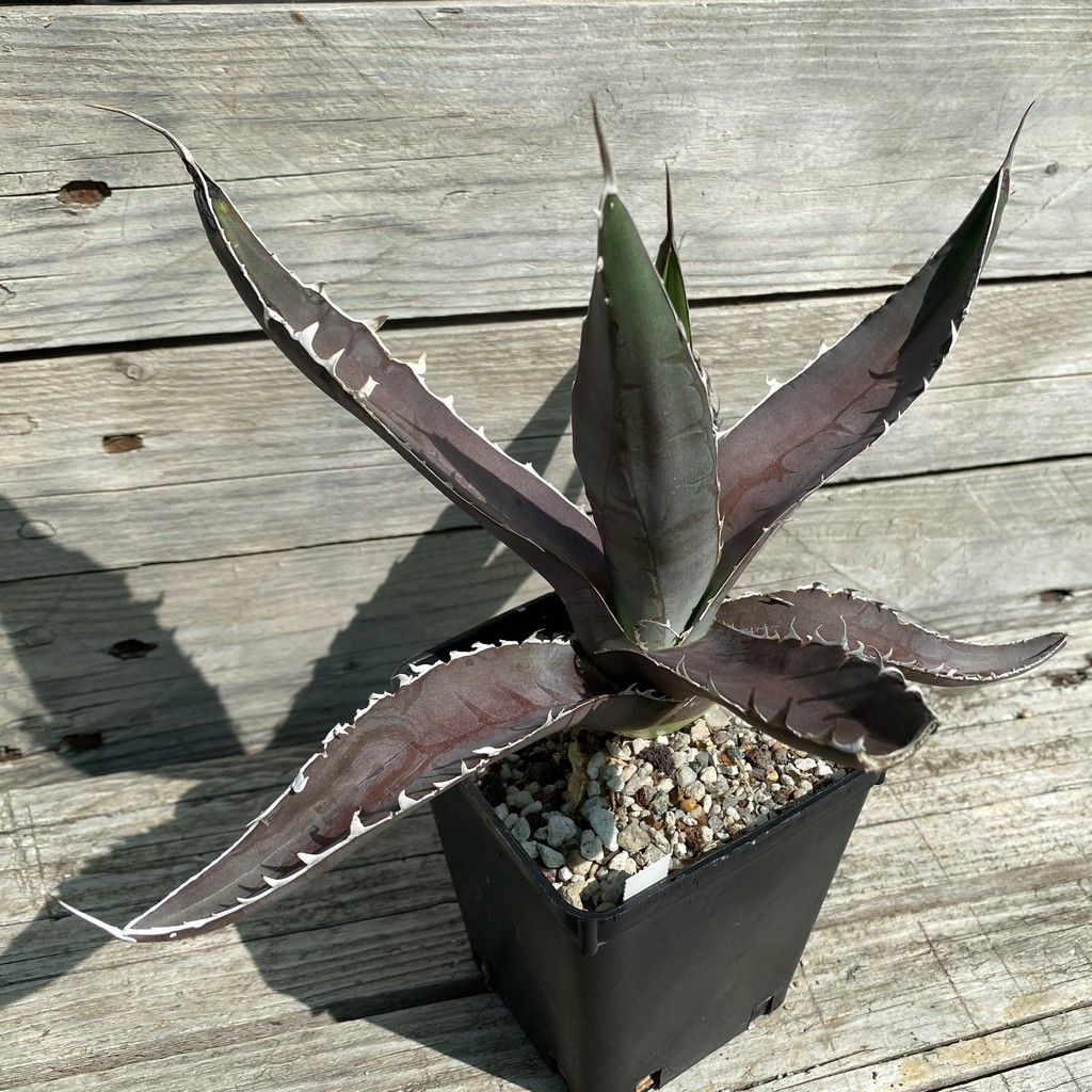 SH38512 Agave megalodonta - Image 2