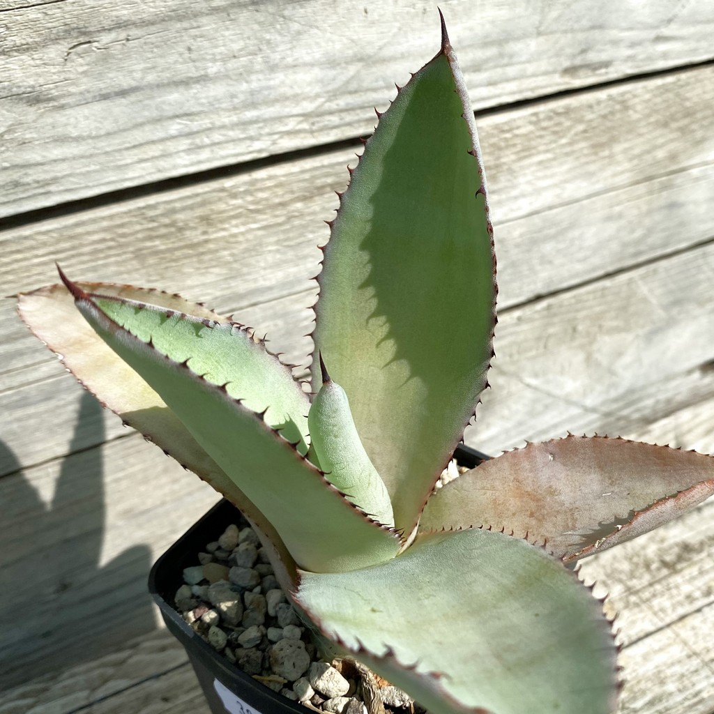 SH38513 Agave scaposa