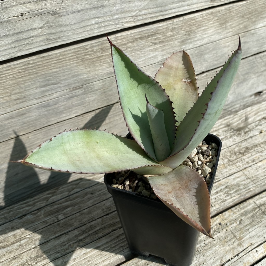SH38513 Agave scaposa - Image 2