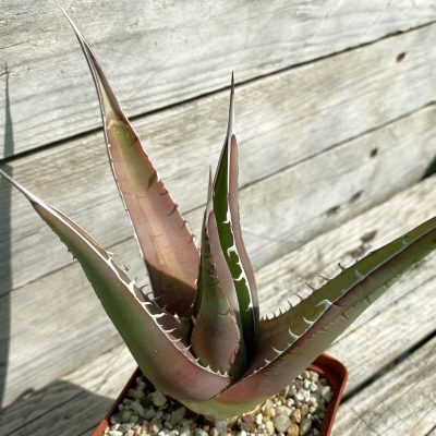 SH38514 Agave purpusorum