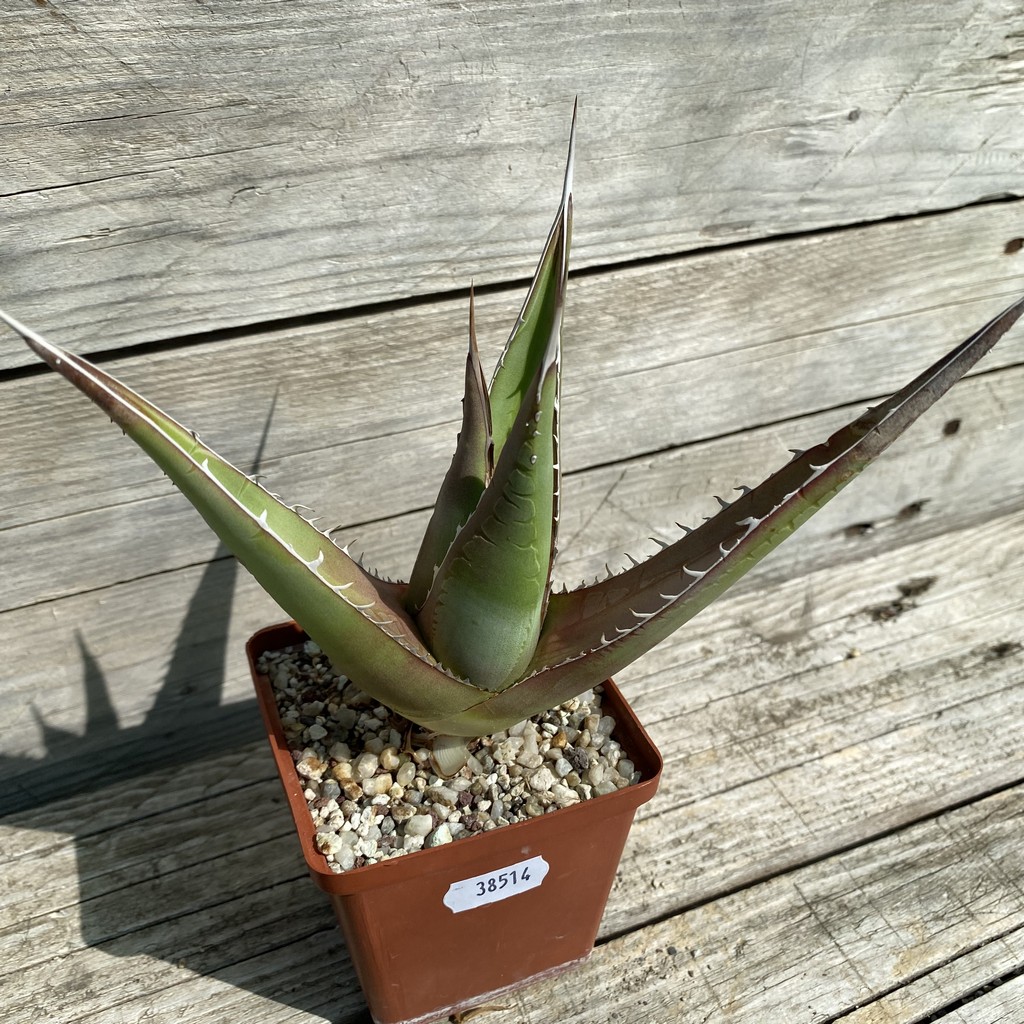 SH38514 Agave purpusorum - Image 2