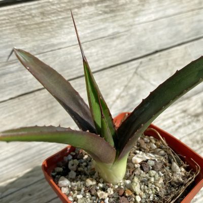 SH38515 Agave 'Little Shark'