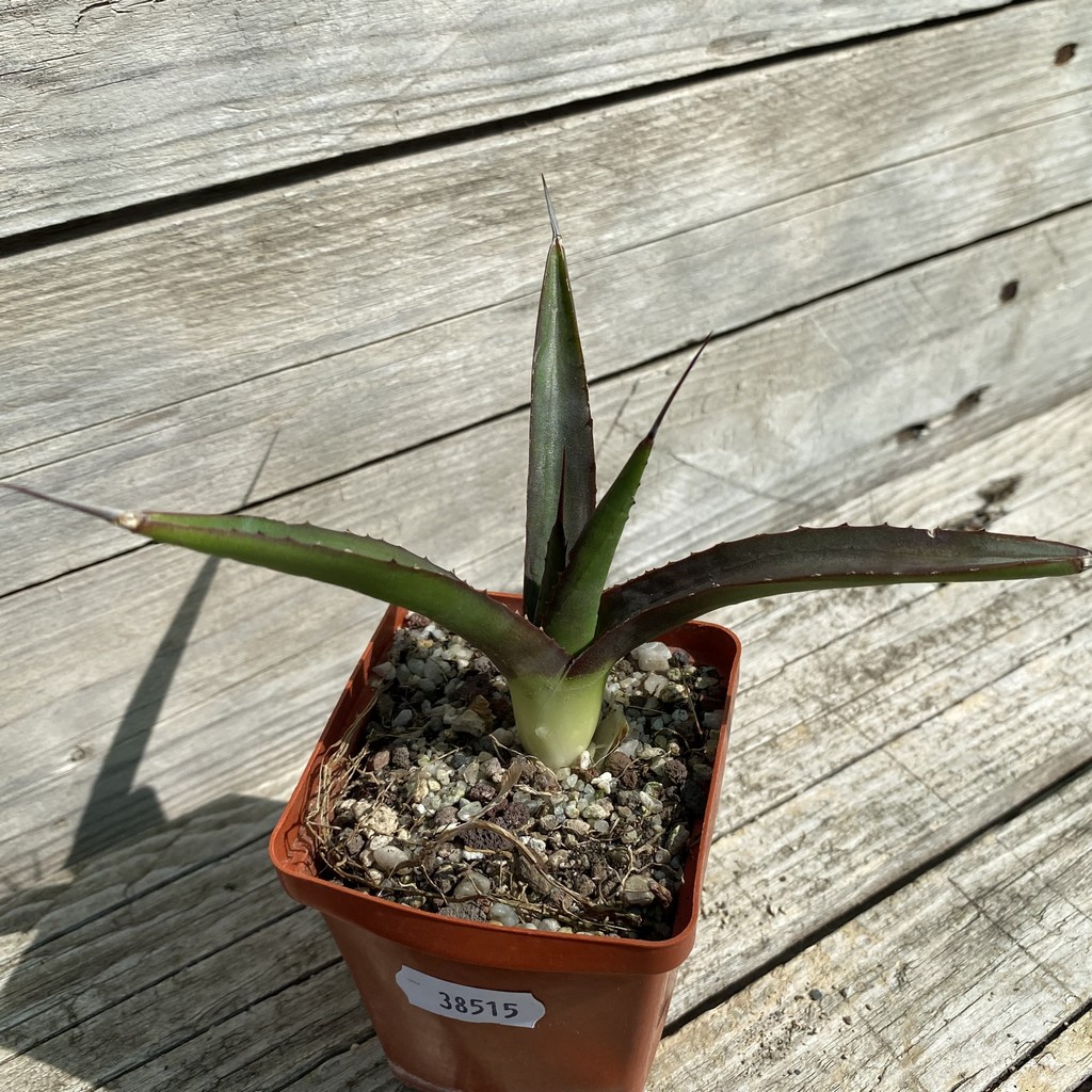 SH38515 Agave 'Little Shark' - Image 2