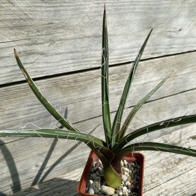 SH38516 Agave densiflora