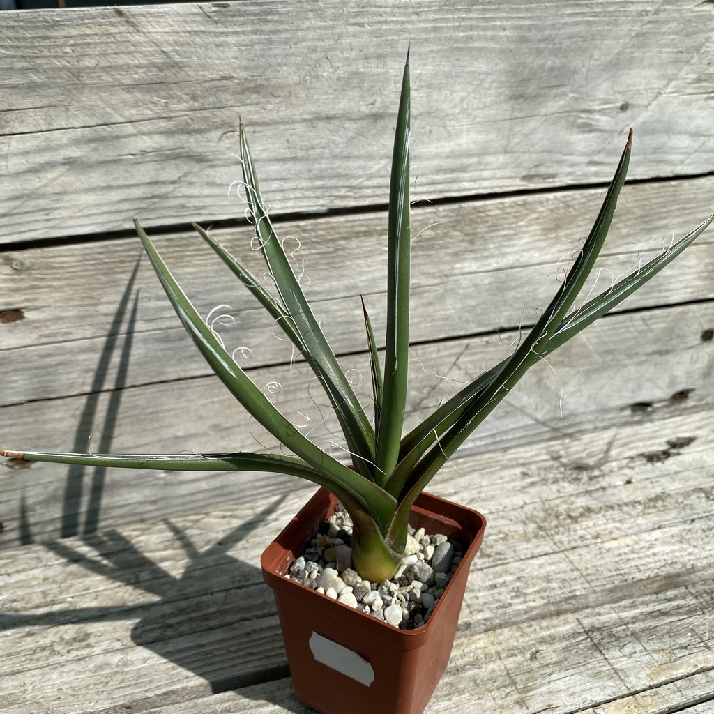 SH38516 Agave densiflora - Image 2