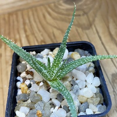 SH38617 Aloe parvula