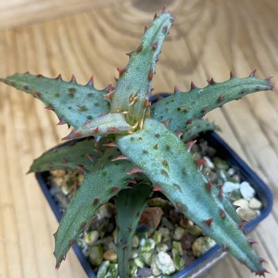 SH38618 Aloe castilloniae hybrid