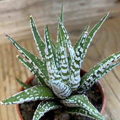 SH38619 Haworthia fasciata 'Alba'