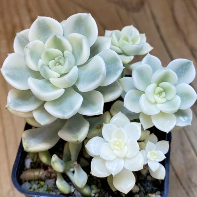 SH38579 Echeveria ‘Tinkerbell’ f. variegata