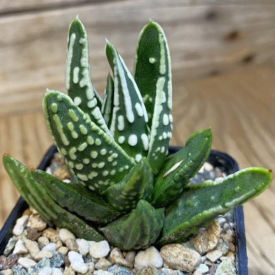 SH38620 Haworthia pumila 'Tears of Angels'