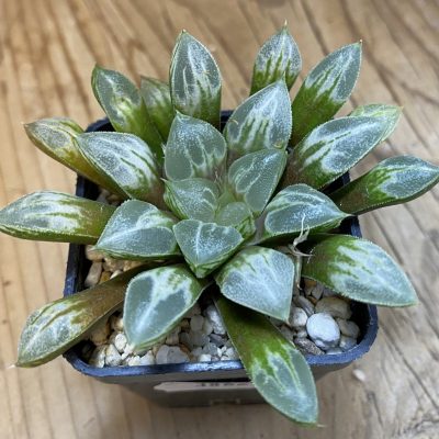 SH38621 Haworthia 'Love Heart'