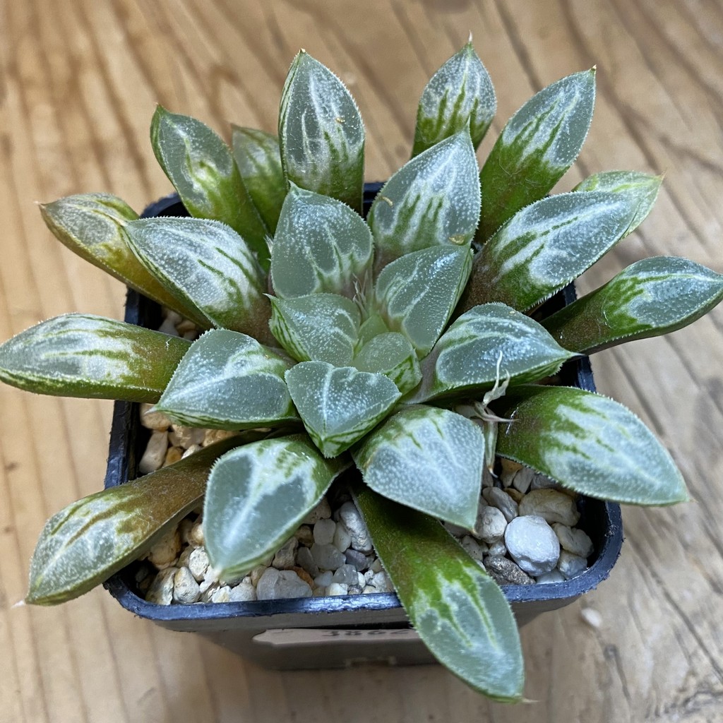 SH38621 Haworthia 'Love Heart'