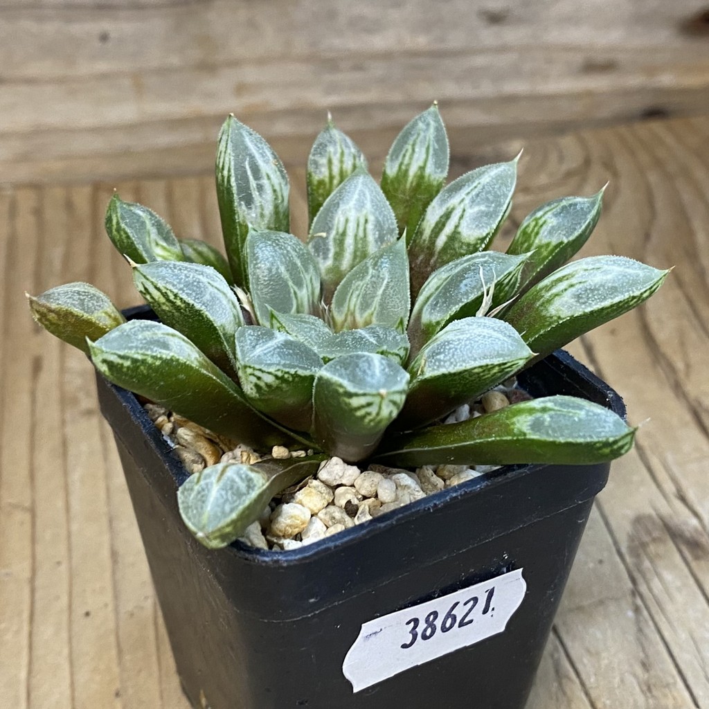 SH38621 Haworthia 'Love Heart' - Image 2
