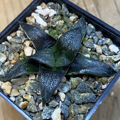 SH38622 Haworthia marxii