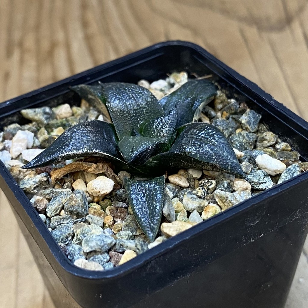 SH38622 Haworthia marxii - Image 2